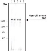 Anti-Neurofilament 200 antibody, Mouse monoclonal clone NE14, purified from hybridoma cell culture