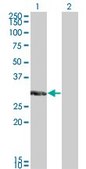 Monoclonal Anti-KCNIP2 antibody produced in mouse clone 3E7, purified immunoglobulin, buffered aqueous solution