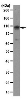 Anti-SERCA2 Antibody, clone IID8 clone IID8, from mouse