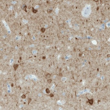 Monoclonal Anti-NECAB1 antibody produced in mouse Prestige Antibodies&#174; Powered by Atlas Antibodies, clone CL0580, purified immunoglobulin, buffered aqueous glycerol solution