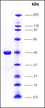 RNA Polymerase II, p14.5 subunit, GST tagged human recombinant, expressed in E. coli, &#8805;85% (SDS-PAGE)