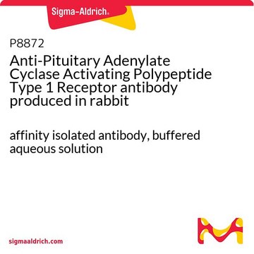 Anti-Pituitary Adenylate Cyclase Activating Polypeptide Type 1 Receptor antibody produced in rabbit affinity isolated antibody, buffered aqueous solution