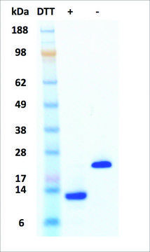 Activin A human recombinant, expressed in human cells, &#8805;95% (SDS-PAGE)