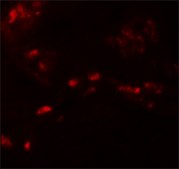 Anti-SPRYD4 antibody produced in rabbit affinity isolated antibody