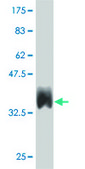 ANTI-EPHB3 antibody produced in mouse clone 3F12, purified immunoglobulin, buffered aqueous solution