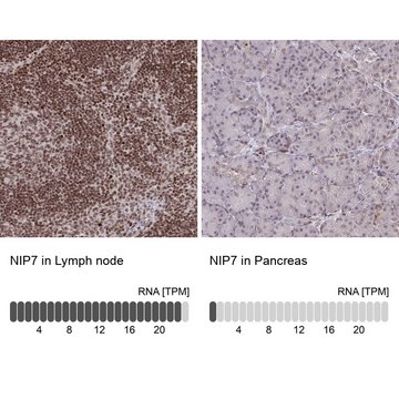 Anti-NIP7 antibody produced in rabbit Prestige Antibodies&#174; Powered by Atlas Antibodies, affinity isolated antibody, buffered aqueous glycerol solution