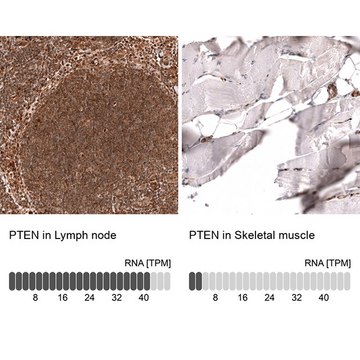 Monoclonal Anti-PTEN antibody produced in mouse Prestige Antibodies&#174; Powered by Atlas Antibodies, clone CL11722, purified immunoglobulin, buffered aqueous glycerol solution