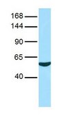 Anti-NLRP1, (N-terminal) antibody produced in rabbit affinity isolated antibody
