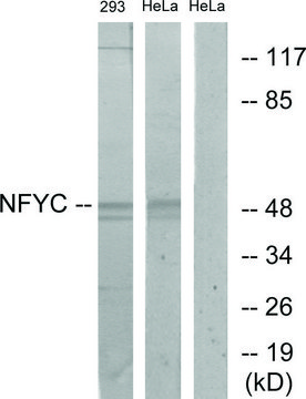 Anti-NFYC antibody produced in rabbit affinity isolated antibody