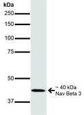 Monoclonal Anti-NaVbeta3-Atto 594 antibody produced in mouse clone S396-29