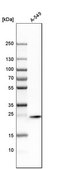 Anti-STX8 antibody produced in rabbit Prestige Antibodies® Powered by Atlas Antibodies, affinity isolated antibody, buffered aqueous glycerol solution