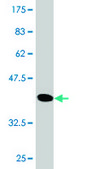 Monoclonal Anti-XCL1, (C-terminal) antibody produced in mouse clone 1E1, purified immunoglobulin, buffered aqueous solution