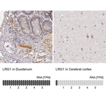 Anti-LRG1 antibody produced in rabbit Ab2, Prestige Antibodies&#174; Powered by Atlas Antibodies, affinity isolated antibody, buffered aqueous glycerol solution