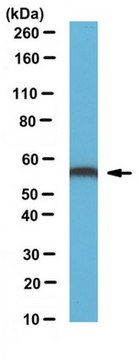 Anti-ERp57 Antibody serum, from rabbit