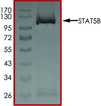 STAT5B Protein recombinant