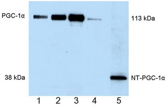 抗-PGC-1&#945; 小鼠mAb (4C1.3) liquid, clone 4C1.3, Calbiochem&#174;