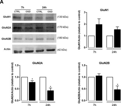 Anti-NMDAR2A Antibody Chemicon&#174;, from rabbit