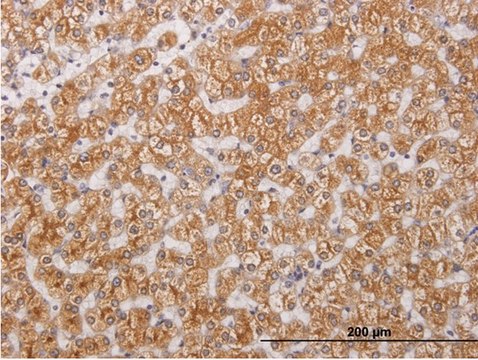 Monoclonal Anti-RIPK4, (C-terminal) antibody produced in mouse clone 2D1, purified immunoglobulin, buffered aqueous solution