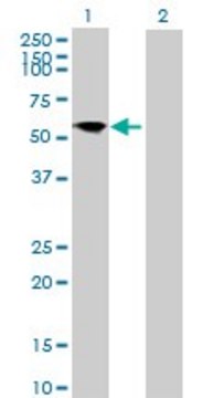 Anti-FRS3 antibody produced in mouse IgG fraction of antiserum, buffered aqueous solution