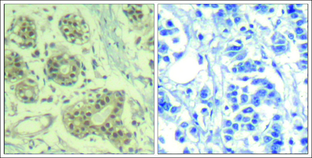 Anti-phospho-MDM2 (pSer166) antibody produced in rabbit affinity isolated antibody