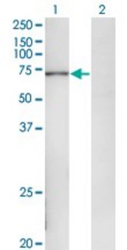 Monoclonal Anti-POLA2 antibody produced in mouse clone 2A8, purified immunoglobulin, buffered aqueous solution