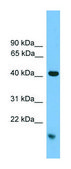 Anti-MAPK1 (C-terminal) antibody produced in rabbit affinity isolated antibody
