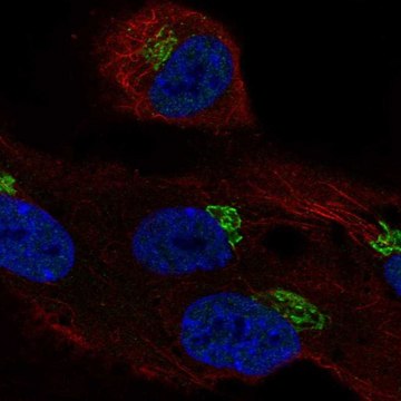 Anti-LRRC43 antibody produced in rabbit Prestige Antibodies&#174; Powered by Atlas Antibodies, affinity isolated antibody