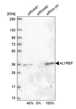 Anti-ALYREF antibody produced in rabbit Prestige Antibodies&#174; Powered by Atlas Antibodies, affinity isolated antibody, buffered aqueous glycerol solution