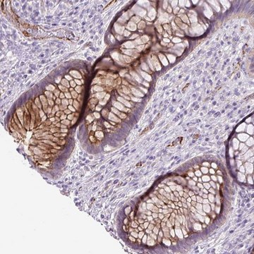 Anti-LEFTY1 antibody produced in rabbit Prestige Antibodies&#174; Powered by Atlas Antibodies, affinity isolated antibody, buffered aqueous glycerol solution