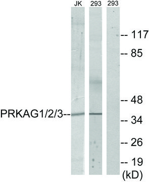 Anti-PRKAG1 antibody produced in rabbit affinity isolated antibody