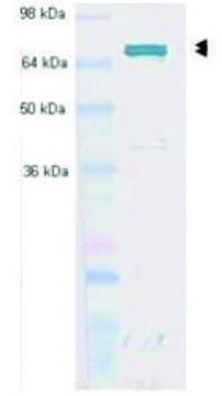 Monoclonal Anti-Hsc70 (Hsp73) antibody produced in mouse clone N27F3-4, purified immunoglobulin