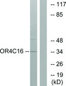 Anti-OR4C16 antibody produced in rabbit affinity isolated antibody