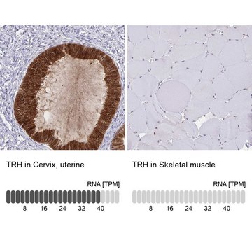 Anti-TRH antibody produced in rabbit Prestige Antibodies&#174; Powered by Atlas Antibodies, affinity isolated antibody, buffered aqueous glycerol solution