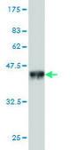 Monoclonal Anti-PRKCBP1 antibody produced in mouse clone 5B12, purified immunoglobulin, buffered aqueous solution