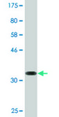 Monoclonal Anti-RGN, (C-terminal) antibody produced in mouse clone 4B9, purified immunoglobulin, buffered aqueous solution