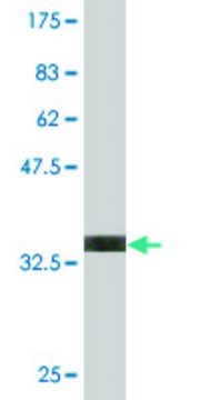 Monoclonal Anti-DLX6 antibody produced in mouse clone 2D7, purified immunoglobulin, buffered aqueous solution