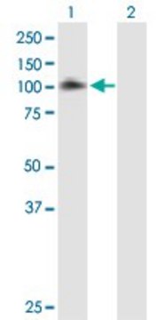 Anti-EPS8 antibody produced in mouse purified immunoglobulin, buffered aqueous solution