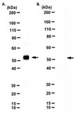 Anti-SARS-CoV-2 nucleocapsid Antibody, clone 6H3-G1