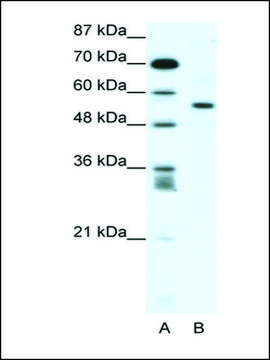 抗RUNX2 (AB1) 兔抗 IgG fraction of antiserum