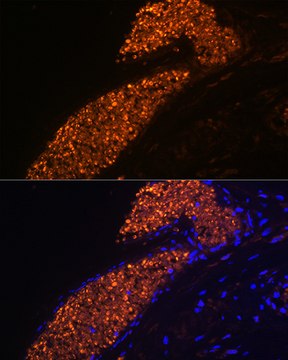 Anti-HBG1 Antibody, clone 1R9T7, Rabbit Monoclonal