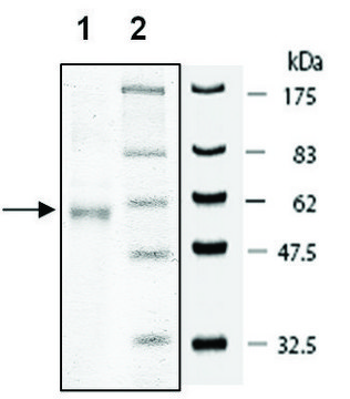 Flt3 active human recombinant, expressed in baculovirus infected Sf9 cells, &#8805;80% (SDS-PAGE)