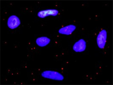 Anti-PDGFA antibody produced in rabbit purified immunoglobulin, buffered aqueous solution