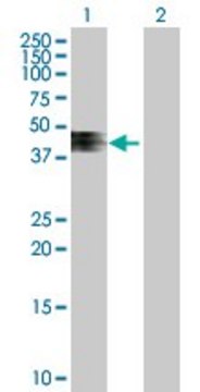 Anti-ZNRF4 antibody produced in mouse purified immunoglobulin, buffered aqueous solution