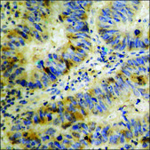 Anti-phospho-Cyclin B1 (pSer126) antibody produced in rabbit affinity isolated antibody