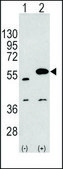 Anti-PSMA5 (N-term) antibody produced in rabbit Ig fraction of antiserum, buffered aqueous solution