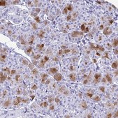 Anti-CST5 antibody produced in rabbit Prestige Antibodies® Powered by Atlas Antibodies, affinity isolated antibody, buffered aqueous glycerol solution