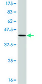Monoclonal Anti-ASCL1, (C-terminal) antibody produced in mouse clone 2D9, purified immunoglobulin, buffered aqueous solution