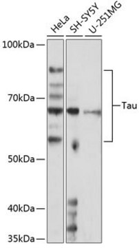 Anti-Tau antibody produced in rabbit