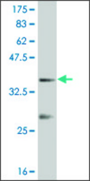 Monoclonal Anti-IPF1 antibody produced in mouse clone 3F10, purified immunoglobulin, buffered aqueous solution