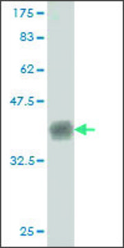 Monoclonal Anti-CNTNAP4 antibody produced in mouse clone 5G1, ascites fluid, buffered aqueous solution